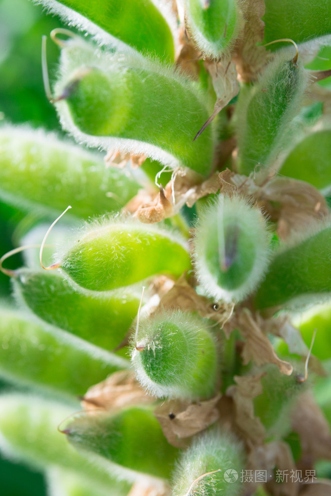 羽扇豆lupinus的果实