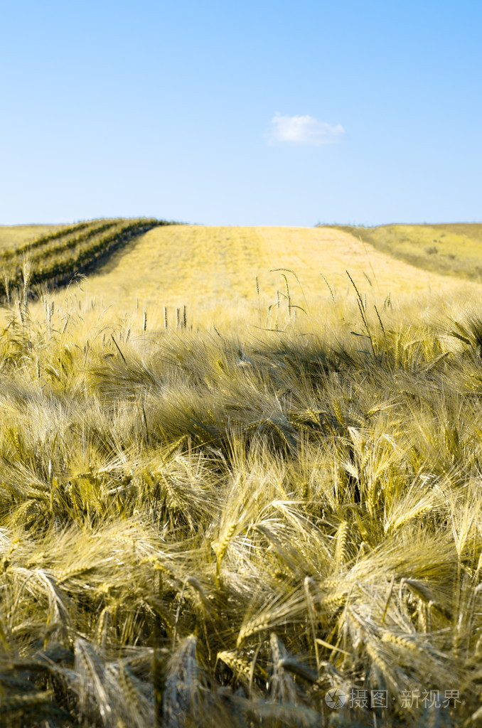 春季小麦场垂直图像