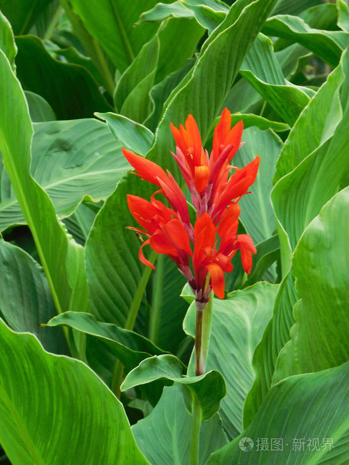 在树叶红美人蕉莉莉