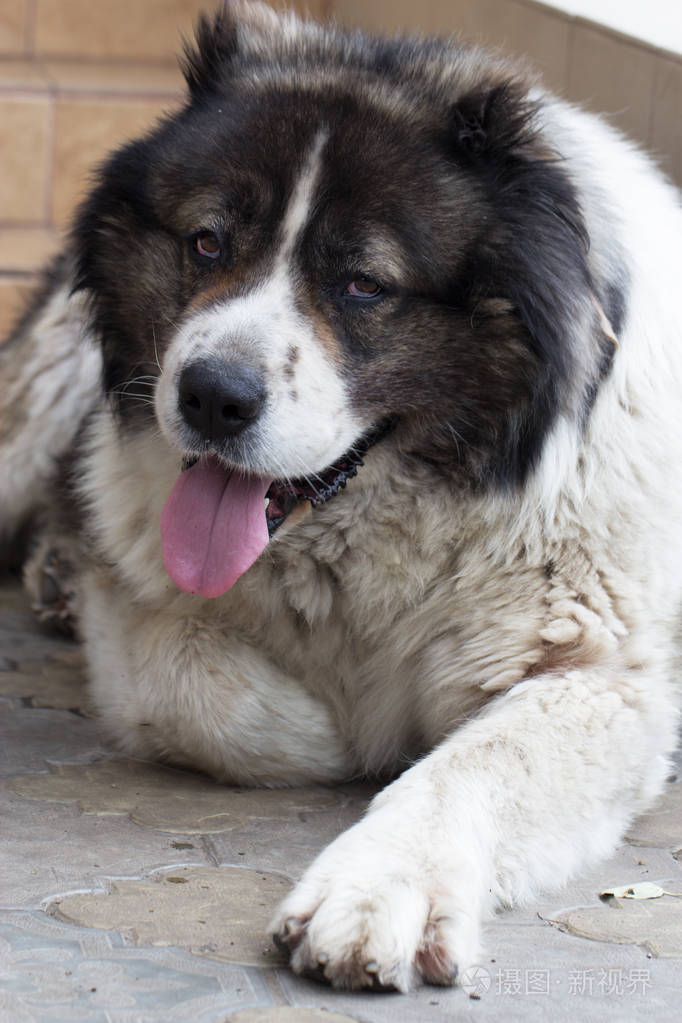 高加索牧羊犬大狗