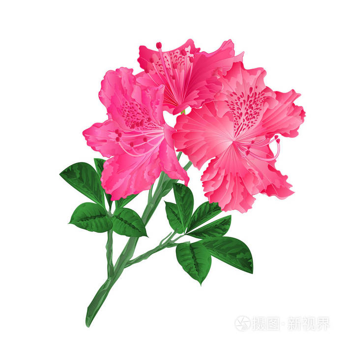 花粉红色杜鹃花灌木上可编辑的白色背景复古矢量图