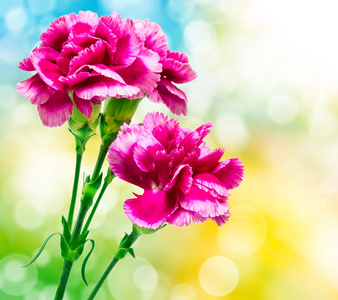 香石竹花图片关闭了喷雾香石竹花图片香石竹花与空白