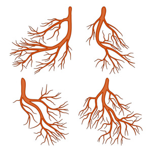 脊神经根卡通图片