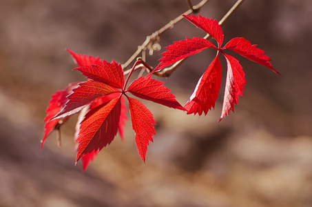 野生葡萄红色的树叶