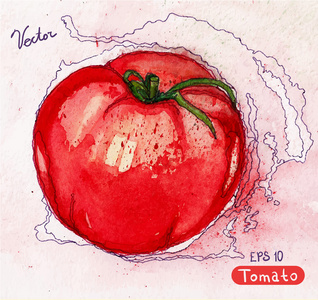 矢量水彩红番茄