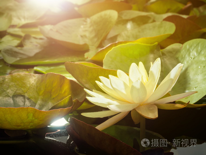 白色水芙蓉在夕阳的光