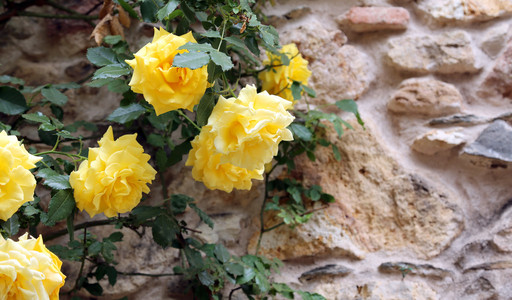 春天花花园里的黄玫瑰