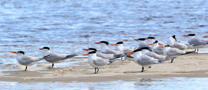 站在沙洲上的里海燕鸥图片