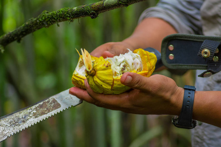 新鲜的可可水果在农民手中。有机可可果健康的食物。切生可可在亚马逊雨林在厄瓜多尔 Cuyabeno 国家公园