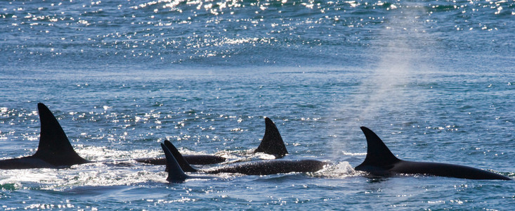 逆戟鲸鲸群照片