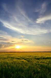 在春天的青稞田太阳在落日的青稞田照片