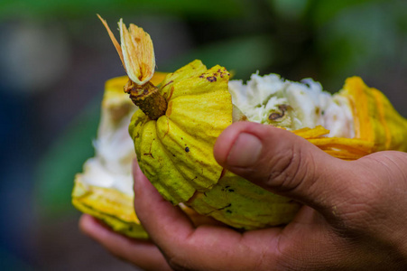 关闭可可鲜果在农民手中。有机可可果健康的食物。切生可可在亚马逊雨林在厄瓜多尔 Cuyabeno 国家公园
