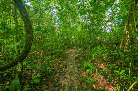 在亚马逊河丛林中，周围植被茂密在南美洲厄瓜多尔 Cuyabeno 国家公园
