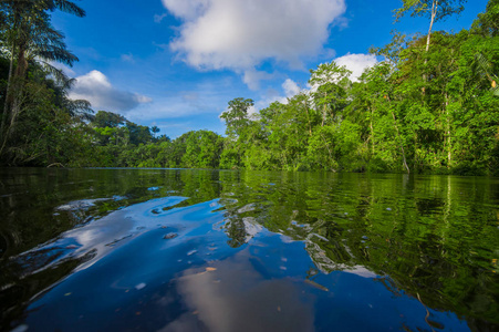 植被,在亚马逊雨林中 cuyabeno 野生动物自然保护区国家公园,南美洲
