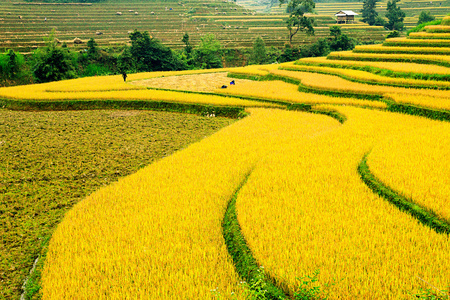 稻田上的梯田的木仓柴，Yenbai，越南。稻田准备在西北 Vietnam.Vietnam 风景收获