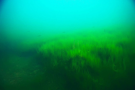 海底美丽的海藻图片