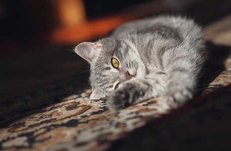 灰色猫与黄色的眼睛