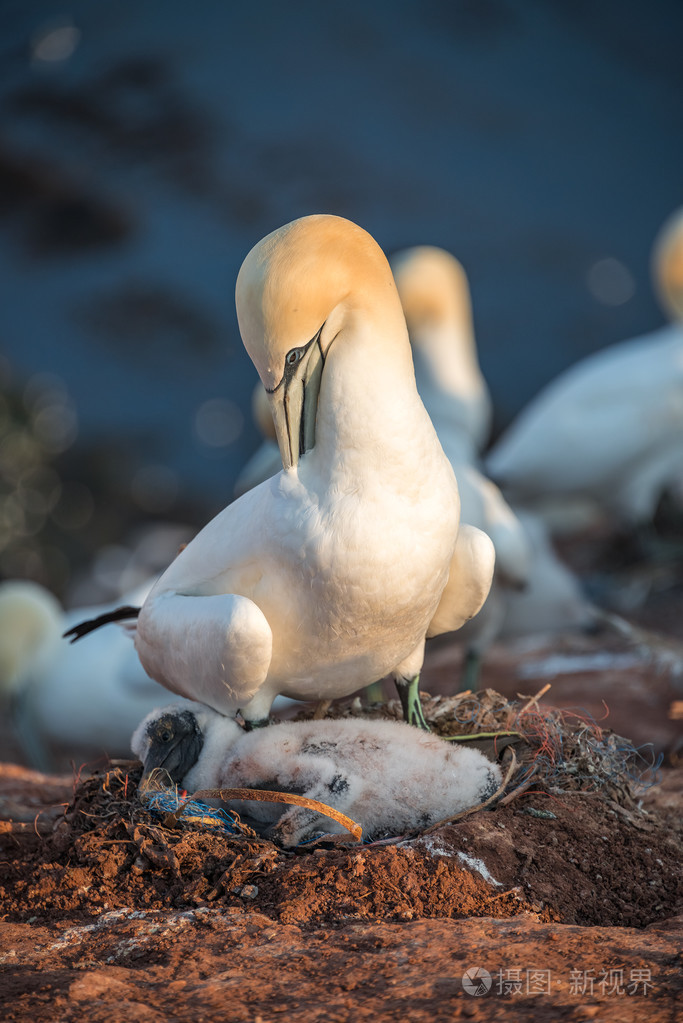 殖民地的塘鹅在北海德国赫尔戈兰岛