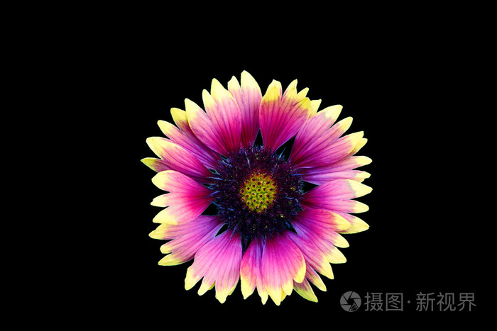 孤立的花 黑色背景 宏 白色 黄色 粉色 淡紫色 紫色 绿色 红色照片 正版商用图片0ctm7q 摄图新视界 孤立的花 黑色背景 宏 白色 黄色 粉色 淡紫色 紫色 绿色 红色照片 正版商用图片0ctm7q 摄图新视界