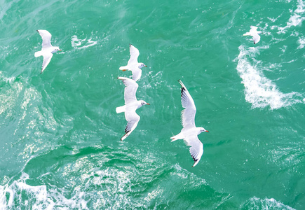 在大海上飞翔的鸟.海鸥将鼠标悬停在深蓝色的大海照片