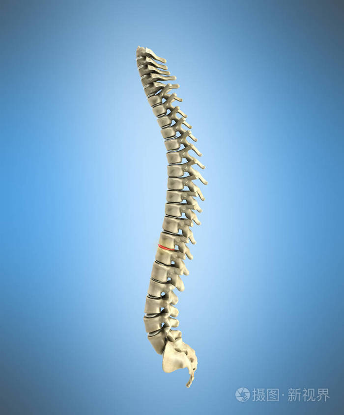 在蓝色背景人体脊柱三维渲染
