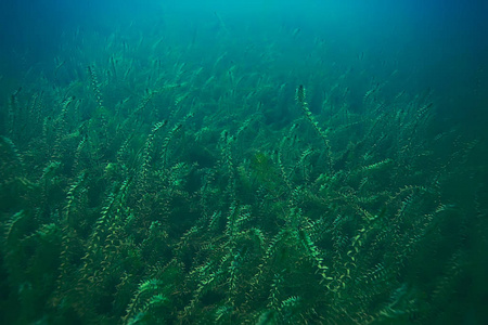 海底的绿色海藻