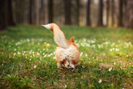 狗的品种威尔士柯基犬图片彭布罗克