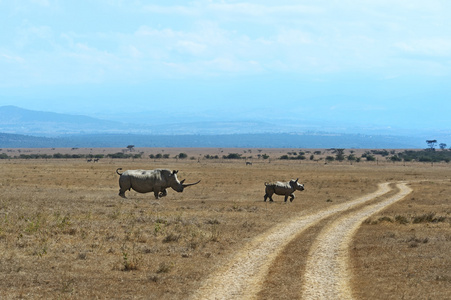 在非洲的黑犀牛