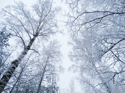 雪霜冬季风景林