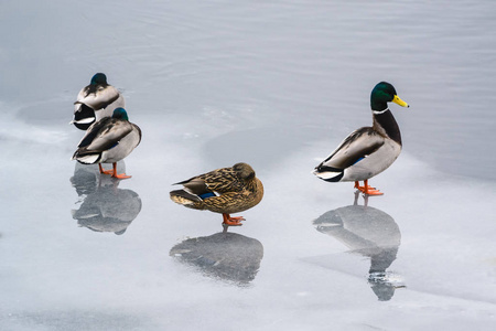 集团在冬天鸭子在河里的冰