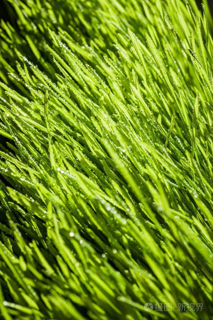 成熟的小麦草的抽象微距特写