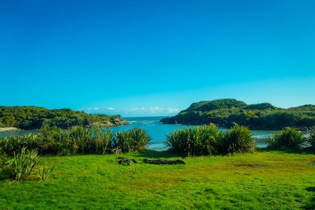 美丽的景色向沙滩在海角福尔温对新西兰西海岸