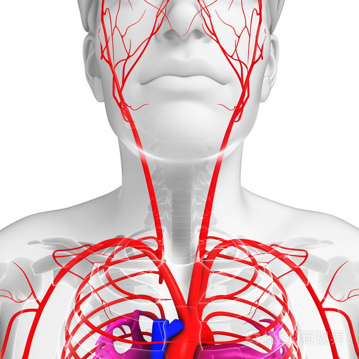 男性的动脉系统
