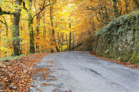 有彩色树在秋天的季节的道路