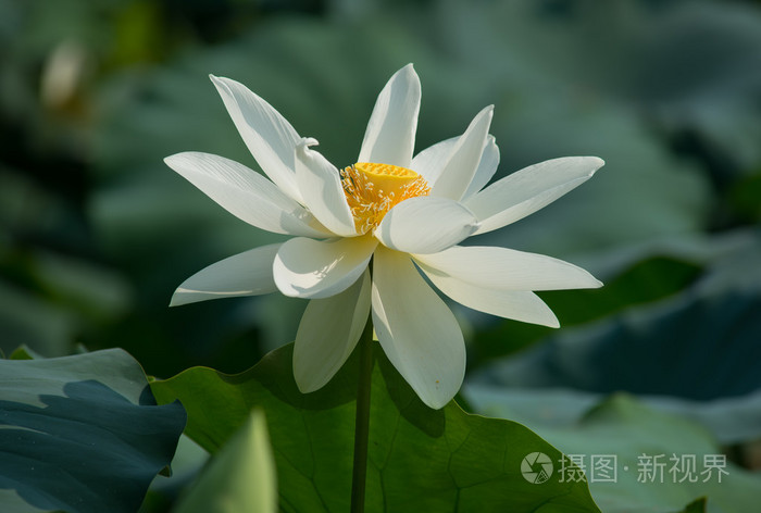 白莲花照片 正版商用图片0cu3vk 摄图新视界