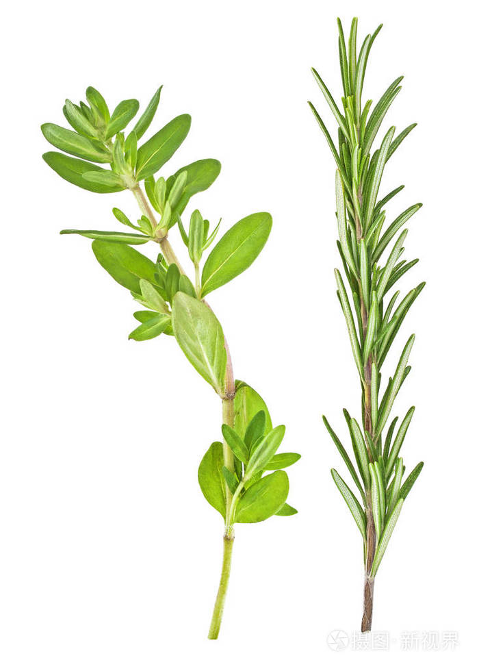 枝条制成的百里香和迷迭香在白色的背景下,香料