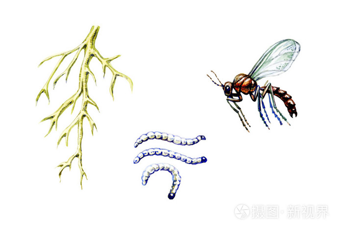 粘虫科 一种植物害虫 植物学照片 正版商用图片0cu7j2 摄图新视界