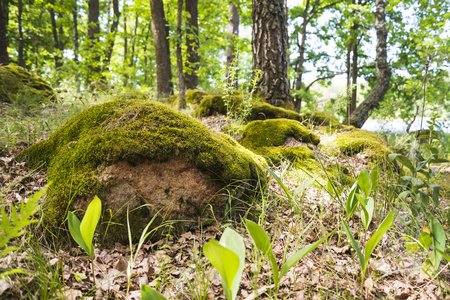 植被树木石头图片-植被树木石头素材-植被树木石头插画-摄图新视界