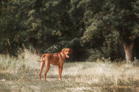 罗得西亚 ridgeback 狗画像