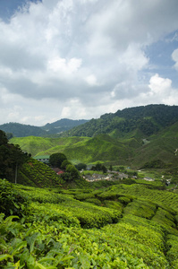 美丽的景色在金马伦高原，马来西亚与绿色自然茶园山附近