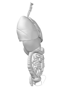 腹部或胸部内脏