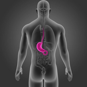 胃和器官后视图