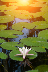 在黑暗的水中的水百合花卉