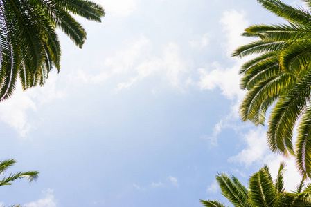 棕榈树蓝天的衬托，棕榈树在热带海岸，椰子树，夏天树