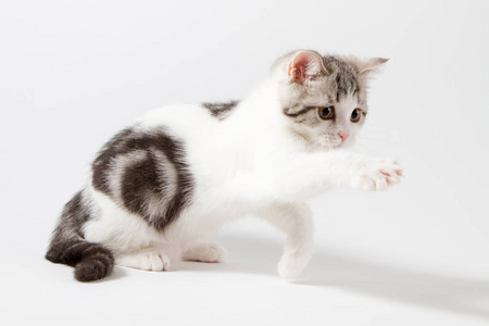 猫玩尾巴动图图片