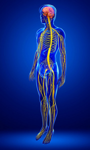 人类中枢神经系统的图稿图片