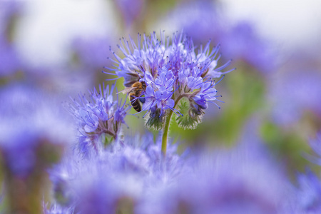 蜜蜂采花蜜