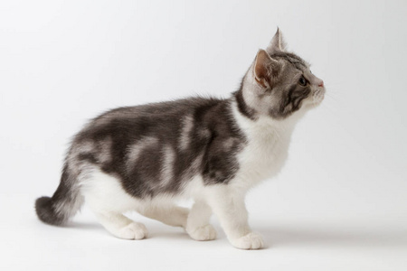在白色背景上行走的苏格兰直小猫照片
