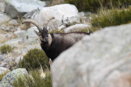 西班牙 ibex 季节