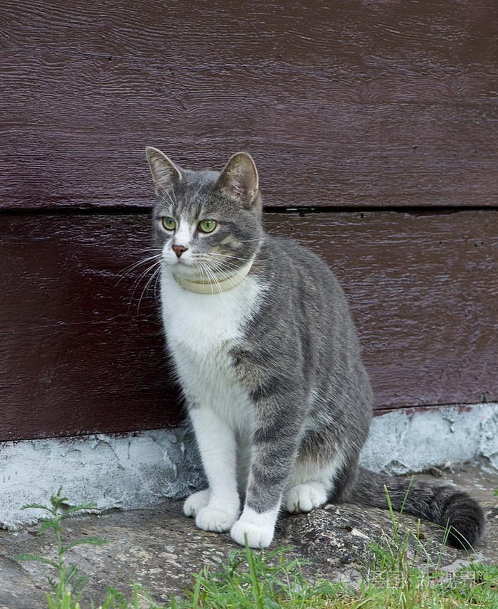 一只孤独的灰色大猫坐在露天看着